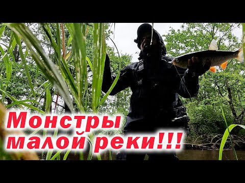Видео: НАСТОЯЩИЕ РЕЧНЫЕ БРОДИЛКИ!!! ЗДЕСЬ ЕСТЬ ДАЖЕ СТЕРЛЯДЬ!!! ТРОФЕЙНЫЙ ГОЛАВЛЬ НА МАЛОЙ РЕКЕ!!!