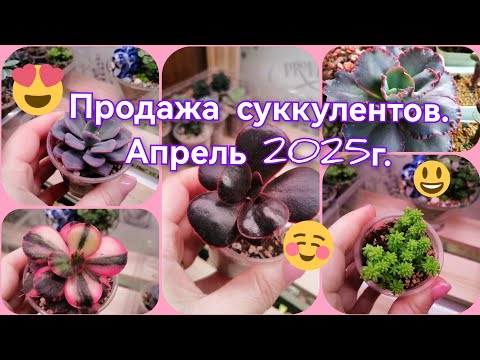 Видео: Продажа излишков коллекции суккулентов. Март-апрель 2025г.