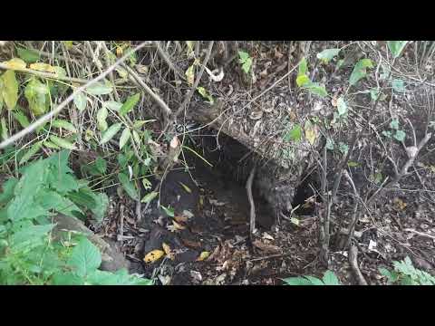 Видео: Охота на бобра капканами. Установка и проверка.  Беларусь 