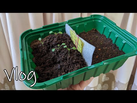 Видео: # 436. Взошли на раз два. Самые лучшие семена цветов 2025