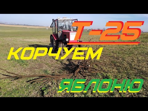 Видео: Корчуем старую яблоню с помощью трактора Т-25.