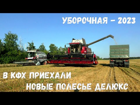 Видео: Новые комбайны Полесье ГС12 Делюкс в поле. Уборочная 2023 в Липецкой области. Измалковский район