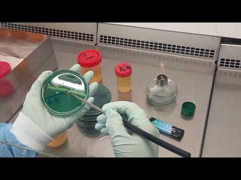 Видео: Выделение чистой культуры аэробов. 1 этап