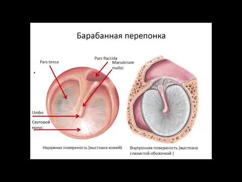 Видео: Наружное и среднее ухо.