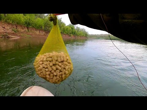 Видео: Рыбалка в проводку и на живца