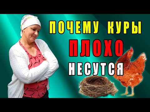 Видео: Почему куры плохо несутся. Причины
