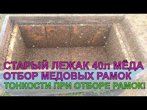 Видео: В старый лежак пчёлы занесли 40л мёда ОТБОР МЕДОВЫХ РАМОК КАКИЕ РАМКИ МОЖНО БРАТЬ ДЛЯ ОТКАЧКИ ✅☝️🐝