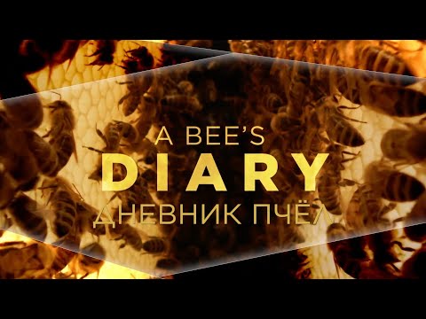 Видео: Дневник пчёл