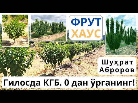 Видео: Гилосни КГБ усулида кесиш!