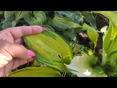 Видео: Опыления хост... мой любительский опыт...#hosta #опыление#окрас#