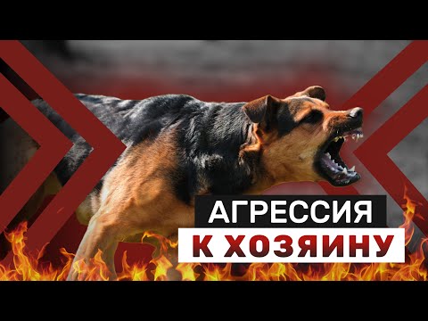 Видео: Агрессия к хозяевам