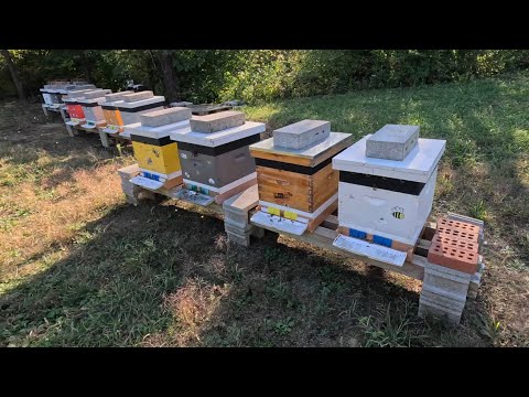 Видео: Как поживают пчелы?