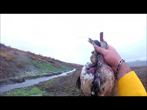 Видео: Բադի որս Հայաստանում երկրորդ մաս | Охота на утку с подхода в Армении вторая часть.