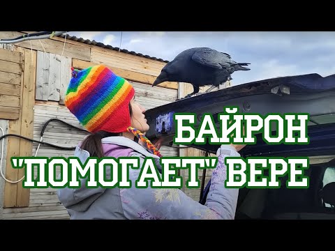 Видео: Шапочный вор он!