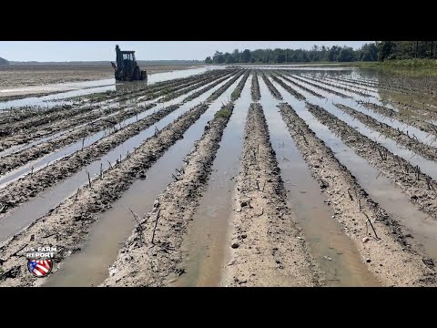 Видео: Кошмар на Юге: рекордные площади под посевы опустошают фермеров