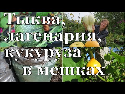 Видео: Растим в МЕШКАХ: Тыква, лагенария, кукуруза // Pumpkin, gourd, corn in bags / Огород в контейнерах