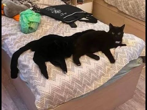 Видео: 😺 Кошачьи фокусы! 🐈 Видео смешных кошек и котят для поднятия настроения! 😻