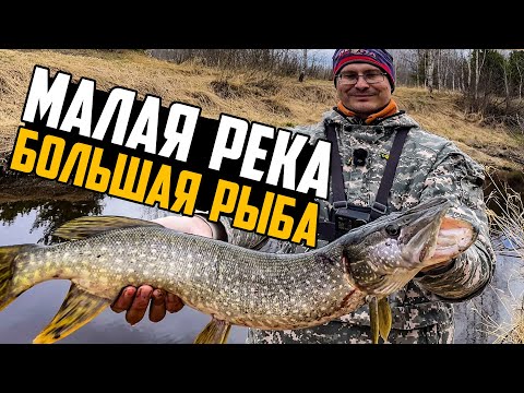 Видео: ЩУКА НА УЛЬТРАЛАЙТ В МАЛОЙ РЕКЕ! НЕОЖИДАННЫЙ ТРОФЕЙ. Рыбалка 2025