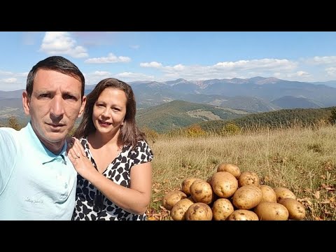Видео: Колко Картофи Прибрахме за Зимата?! 🧺 | Истински Селски Труд и Радост