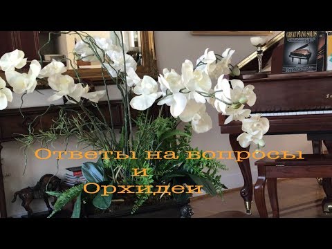 Видео: ОТВЕТЫ НА ВАШИ ВОПРОСЫ.  КОМПОЗИЦИЯ ИЗ ОРХИДЕЙ.