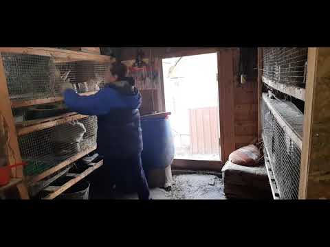 Видео: У крольчихи удивительный окрол!!!