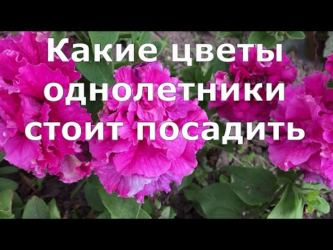 Видео: 573 Какие цветы однолетники стоит посадить летом