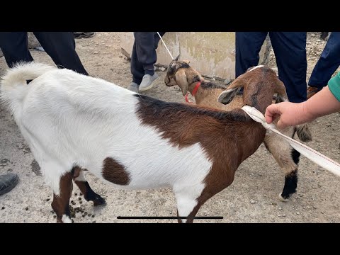 Видео: Шымкент Мал базар. Қой Қошқар Қозы Нубиский ешкі лақ 17.05.2023