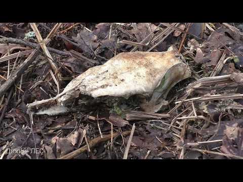 Видео: Поиск рог. И видео Оленей.