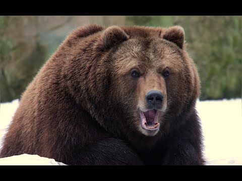 Видео: Состязания по медведю