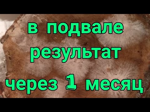Видео: Грибы вешенка в подвале
