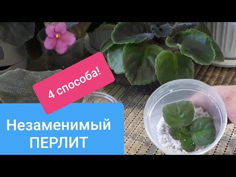 Видео: ПЕРЛИТ - 4 способа использования для Фиалок!