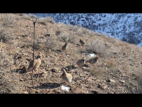 Видео: охота на кеклик самаркад