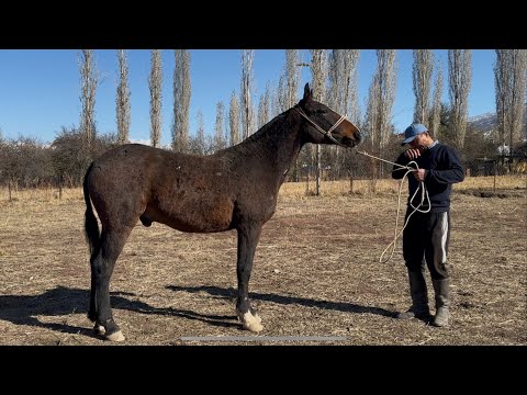 Видео: Абакан полторашка +996-774-141-516. 13 ноября 2025 г.