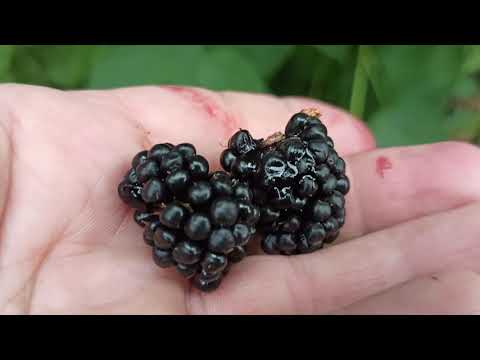 Видео: Ежевика Торнфри 7 октября 2020.