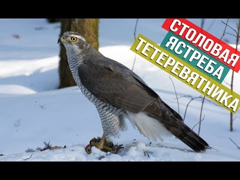 Видео: Куда ястреб таскает голубей? Столовая Ястреба тетеревятника