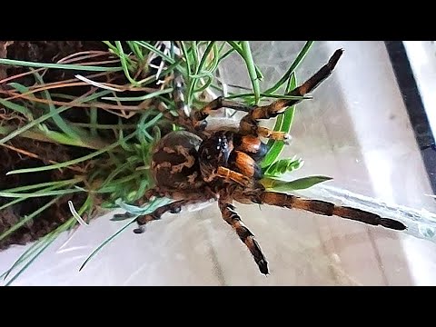 Видео: Тарантул (Lycosa). Отпускаем «домашнего» самца и ловим дикую самку