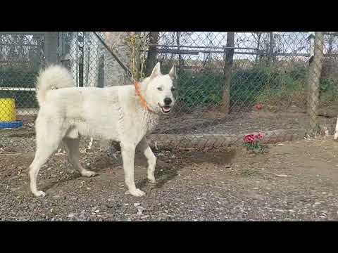 Видео: Лайка ЗСЛ Міг! #лайки #собаки #собака 