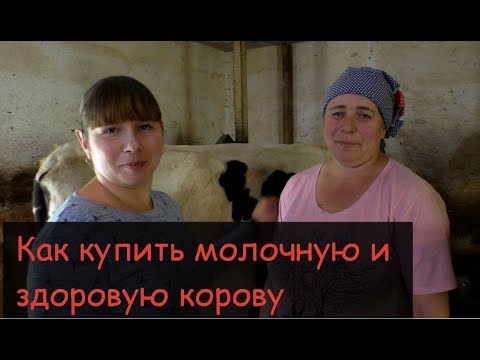 Видео: Как при покупке выбрать корову//Признаки молочной и здоровой коровы//