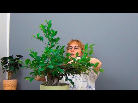 Видео: Фикус Микрокарпа (ч.8).