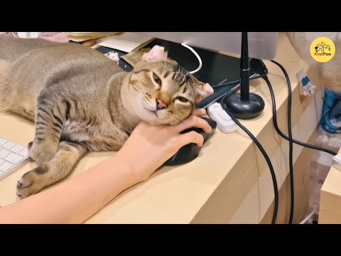 Видео: Она приютила бездомного кота с кудрявыми ушами, и теперь он каждый день спит у нее на руке