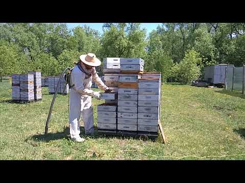 Видео: Подготовка отводков в Альпийцах Н 108