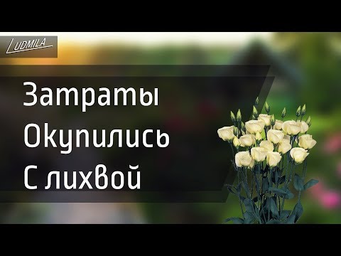 Видео: ОЧЕНЬ ВЫГОДНЫЙ ЦВЕТОК НА ПРОДАЖУ | ЭУСТОМА