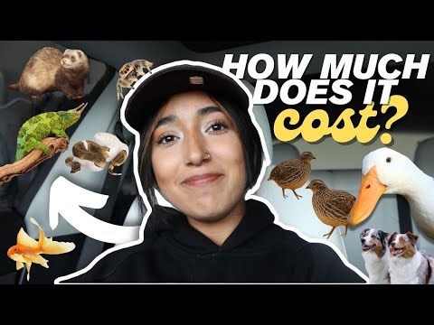 Видео: РЕЙТИНГ СТОИМОСТИ МОИХ ПИТОМЦЕВ ОТ НАИМЕНЬШЕГО ДО НАИБОЛЬШЕГО