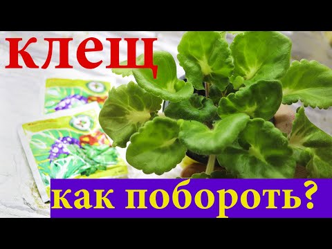 Видео: ГЛАВНЫЙ ВРАГ ФИАЛОК! КАК ОБРАБАТЫВАТЬ ФИАЛКИ ОТ КЛЕЩА?  Просто и понятно