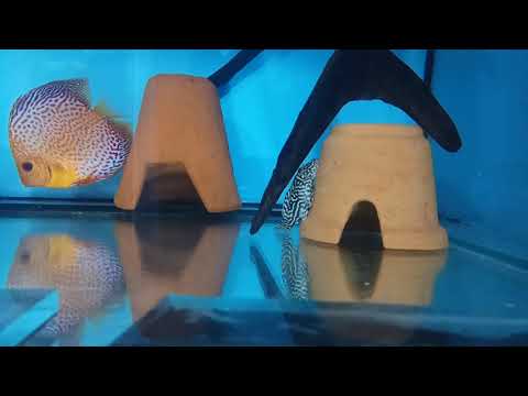 Видео: Чего боятся  L- сомы?