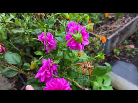 Видео: Моя англійська дачка. Осінні квіти. 01 листопада 2025. 