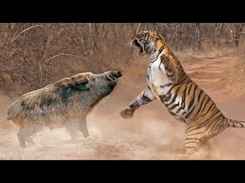 Видео: Вот как КАБАН отвечает обидчикам! Дикая свинья и ее главные враги.