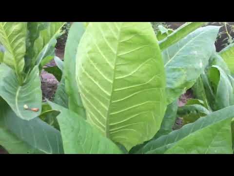Видео: Последний месяц лета, как там на плантаре. 01.08.25