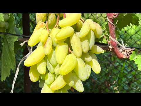 Видео: В гостях у В.А. Молчанюка 13.08.2023