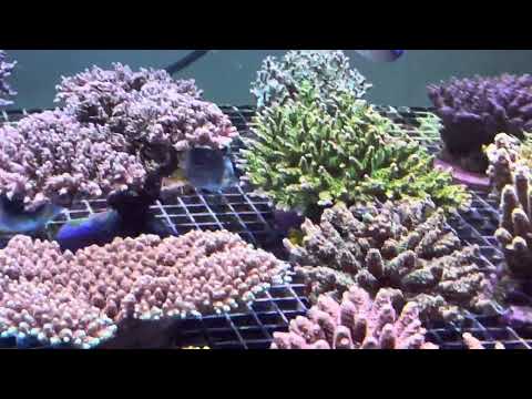 Видео: В моём аквариуме Крипт!!!  )))  REEF EXCLUSIVE